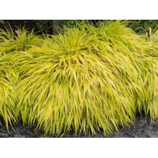 Hakonė didžioji ( lot.Hakonechloa  macra) All gold