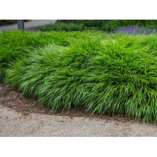 Hakonė ( lot.Hakonechloa  macra) 