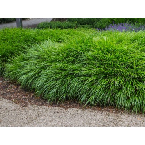 Hakonė ( lot.Hakonechloa  macra) 