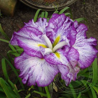 Vilkdalgis japoninis (lot. Iris ensata) Harlequinesque