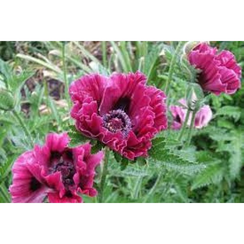 Aguona rytinė (lot. Papaver orientale)  Harlem