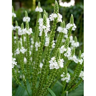 Verbena strelialapė ( lot. Verbena hastata) Alba