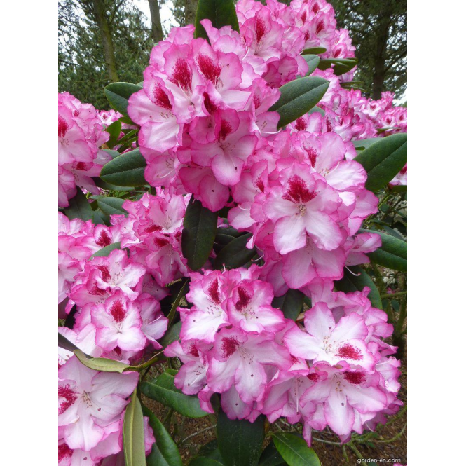 Rododendras ( lot. Rhododendron) Hachmann's Charmant