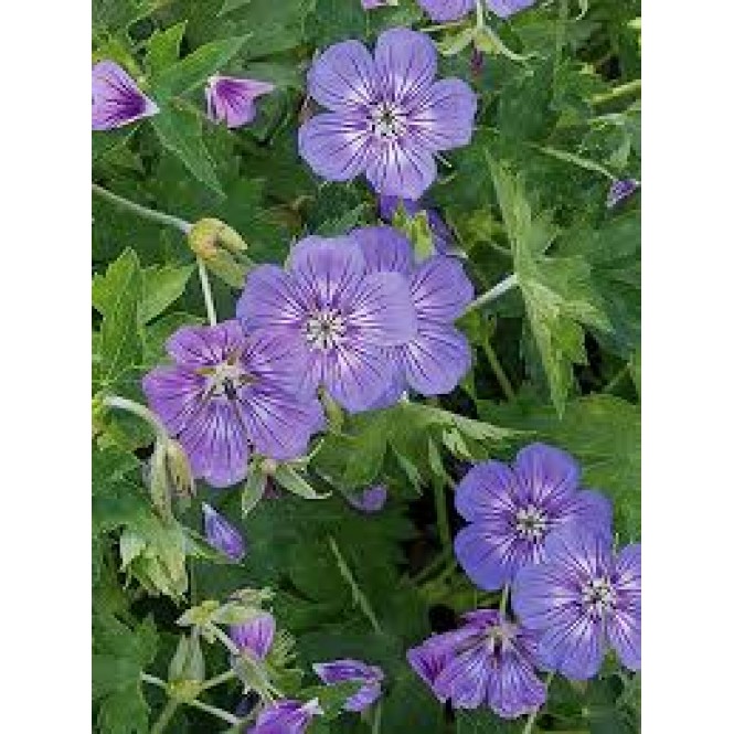 Snaputis (lot. Geranium  himalayense) Havana Blue