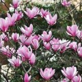 Magnolija (lot. Magnolia hybrida ) Heaven Scent