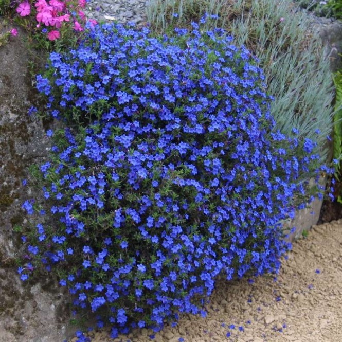 Litodora (lot. Lithodora diffusa) Heavenly Blue