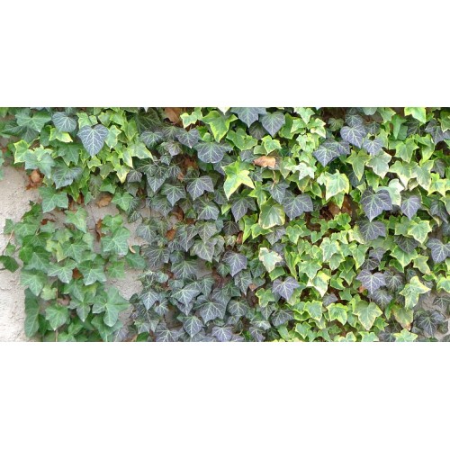 Gebenė lipikė ( lot. Hedera helix) 