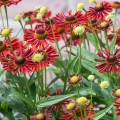 Saulainė (lot. Helenium)  Mariachi Siesta