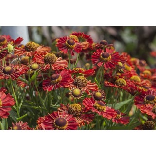 Saulainė (lot. Helenium) Ranchera