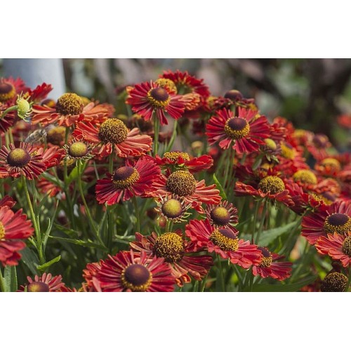 Saulainė (lot. Helenium) Ranchera