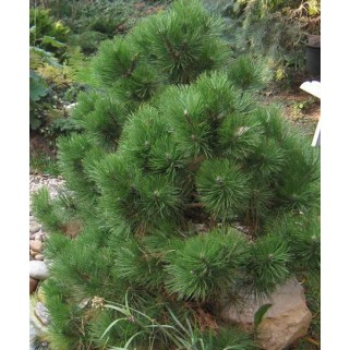 Pušis juodoji ( lot. Pinus nigra )  Helga