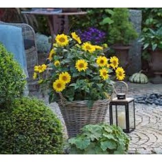 Saulėgrąža daugiametė (lot. Helianthus)  Pure Gold