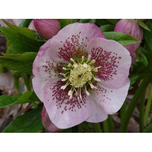 Eleboras rausvažiedis  ( lot. Helleborus orientalis) Anemone Picotee