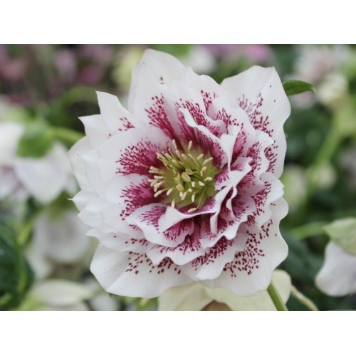 Eleboras rausvažiedis  ( lot. Helleborus orientalis) Double Elen White Spotted