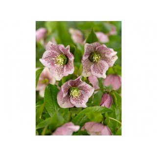 Eleboras rausvažiedis  ( lot. Helleborus orientalis)  