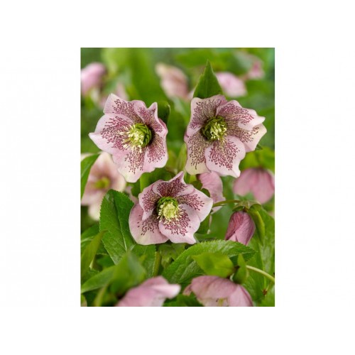 Eleboras rausvažiedis  ( lot. Helleborus orientalis)  