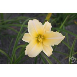 Viendienė  (lot.Hemerocallis )  Astolat Viendienė  (lot.Hemerocallis )  Astolat