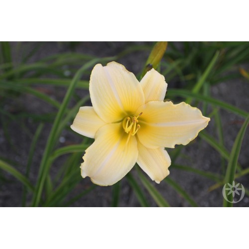 Viendienė  (lot.Hemerocallis )  Astolat