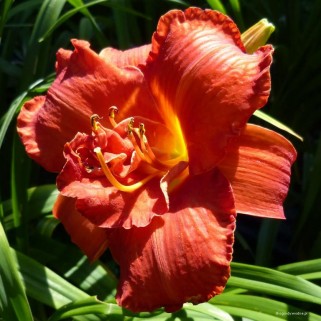Viendienė  (lot.Hemerocallis )  Mosses Fire