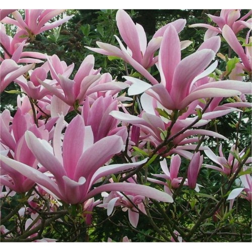 Magnolija (lot. Magnolia hybrida ) Henry Kern
