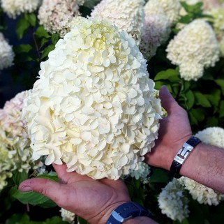 Hortenzija šluotelinė ( lot. Hydrangea paniculata) Hercules