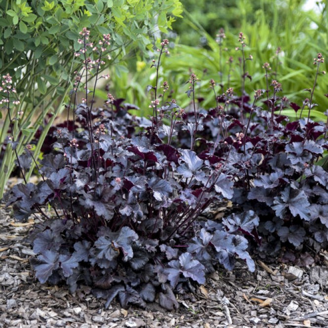 Alūnė ( lot. Heuchera) Black Pearl