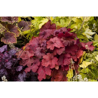 Alūnė ( lot. Heuchera) Fire Alarm