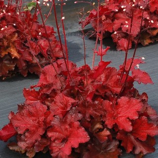 Alūnė ( lot. Heuchera) Forever Red