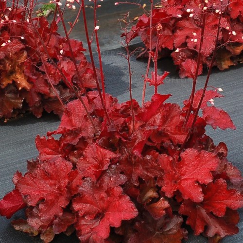 Alūnė ( lot. Heuchera) Forever Red