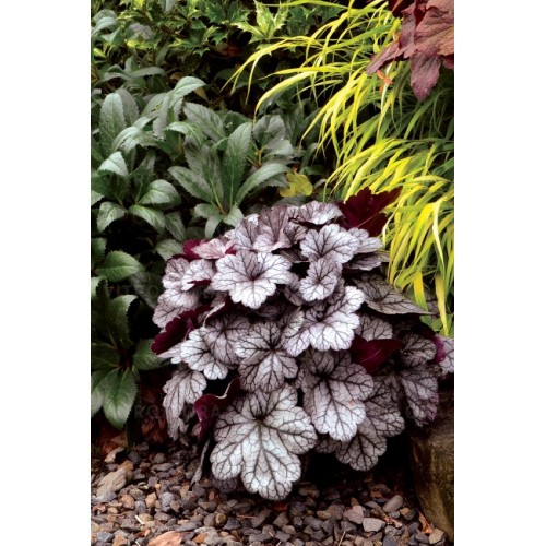 Alūnė ( lot. Heuchera) Glitter