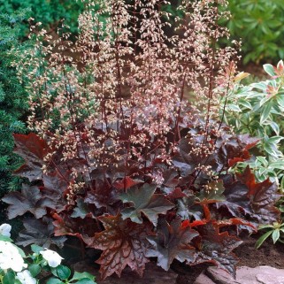 Alūnė ( lot. Heuchera) Palace Purple