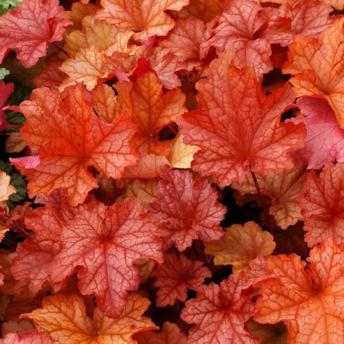 Alūnė ( lot. Heuchera) Paprika