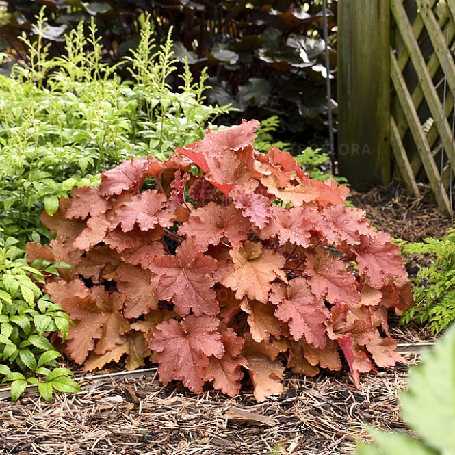 Alūnė ( lot. Heuchera) Peachberry Ice