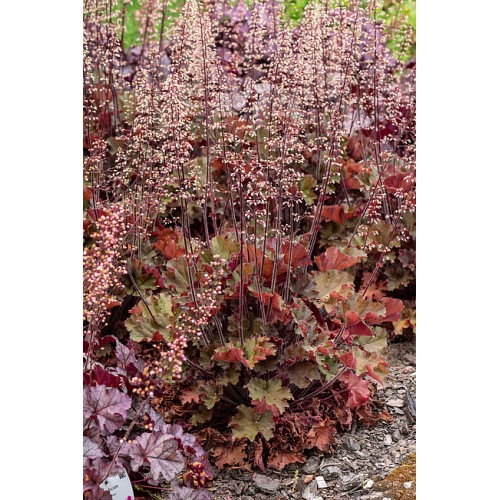 Alūnė ( lot. Heuchera) Rex Red