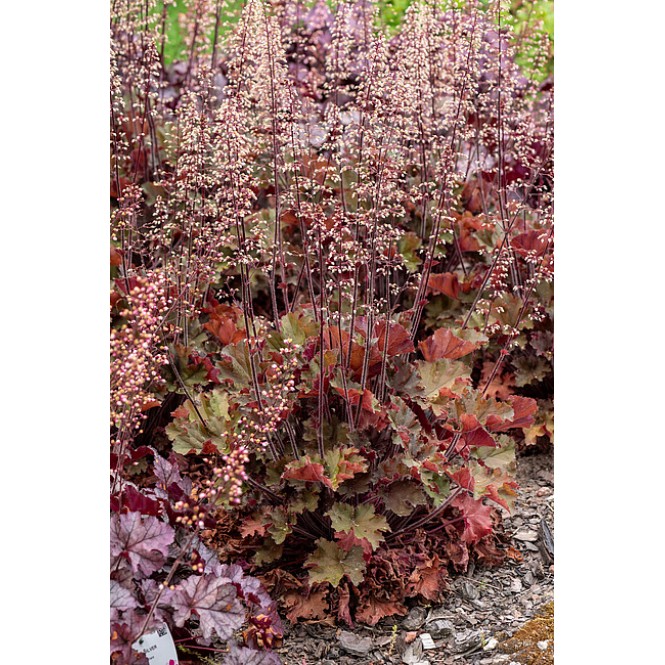 Alūnė ( lot. Heuchera) Rex Red