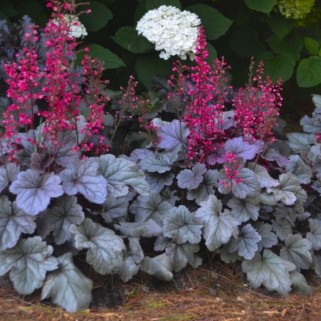 Alūnė ( lot. Heuchera) Silver Gumdrop