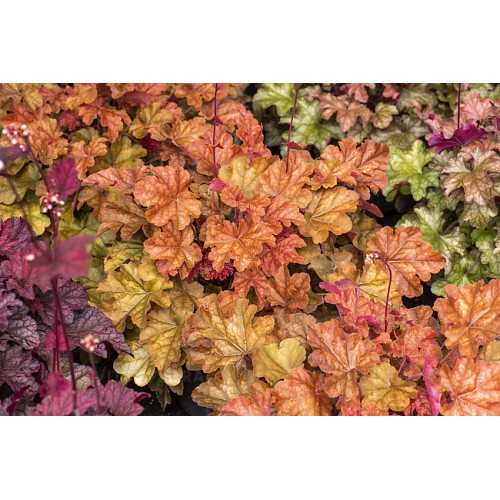 Alūnė ( lot. Heuchera) World Cafe Arabica