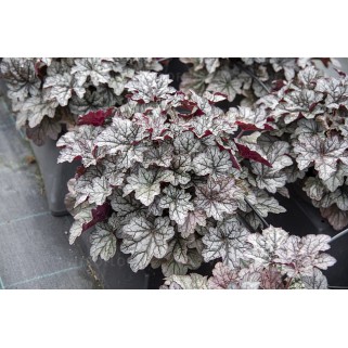 Alūnė ( lot. Heuchera) World Cafe Coretto