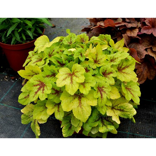 Heucherelė ( lot. Heucherela) Mojito