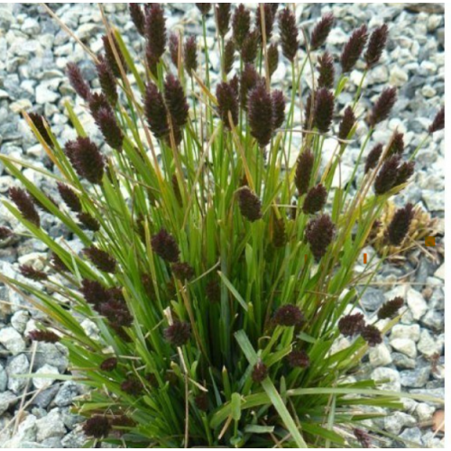 Melitas ( lot. Sesleria heufleriana)