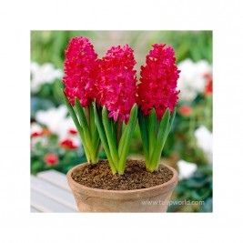 Hiacintas (lot. Hyacinthus oientalis ) Jan Bos , 5 vnt Hiacintas (lot. Hyacinthus oientalis ) Jan Bos , 5 vnt