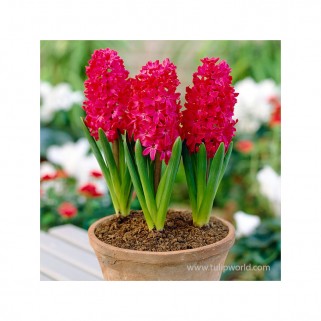Hiacintas (lot. Hyacinthus oientalis ) Jan Bos , 25 vnt