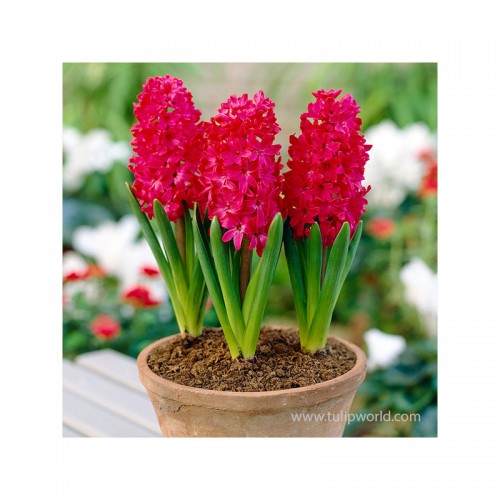 Hiacintas (lot. Hyacinthus oientalis ) Jan Bos , 25 vnt