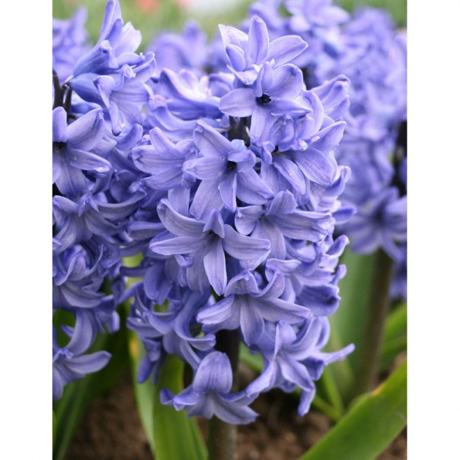 Hiacintas (lot. Hyacinthus oientalis ) Blue Star , 5 vnt