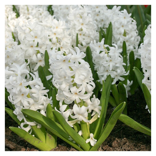 Hiacintas (lot. Hyacinthus oientalis ) Carnegie , 50 vnt