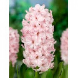 Hiacintas (lot. Hyacinthus oientalis ) China Pink, 5 vnt Hiacintas (lot. Hyacinthus oientalis ) China Pink, 5 vnt