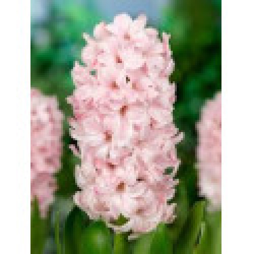 Hiacintas (lot. Hyacinthus oientalis ) China Pink, 25 vnt