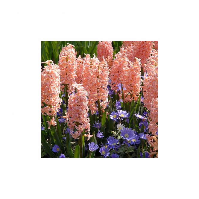 Hiacintas (lot. Hyacinthus oientalis ) Gipsy Queen , 50 vnt