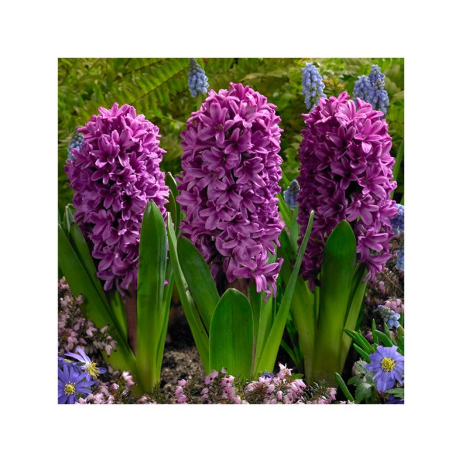 Hiacintas (lot. Hyacinthus oientalis ) Miss Saigon , 50 vnt