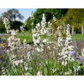 Levanda paprastoji ( lot.Lavandula angustifolia) Hidcote White